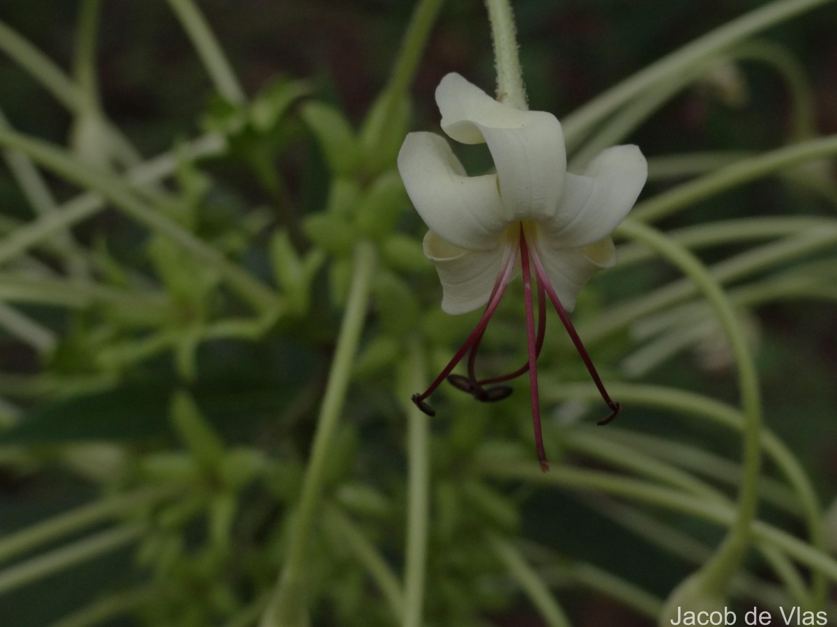 Clerodendrum indicum (L.) Kuntze
